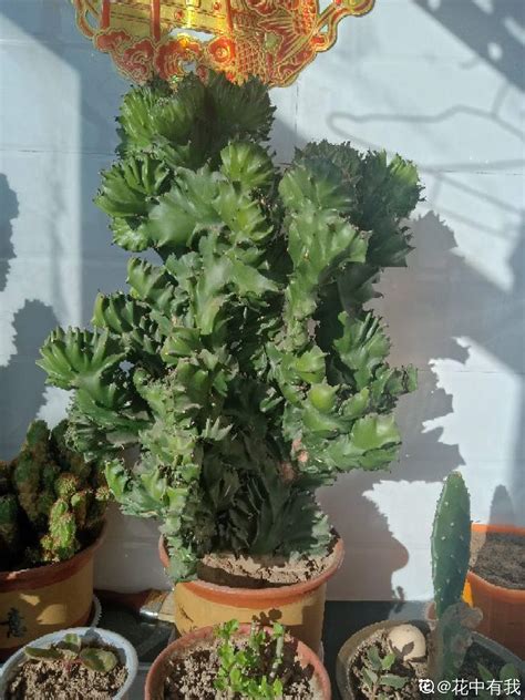 玉麒麟植物|花叶玉麒麟 Euphorbia neriifolia cv. Crest ...